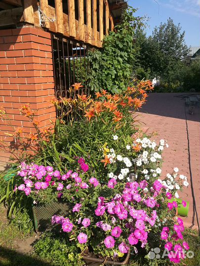 Цветы многолетники