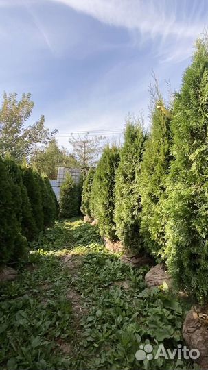 Туя смарагд 190 см