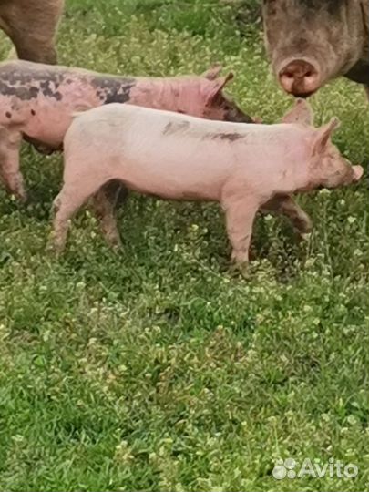 Поросенок пьетрен