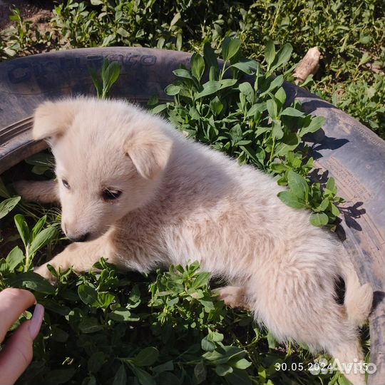 Щенки помесь лайка с самоедом