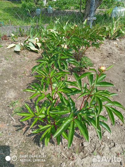 Пионы саженцы