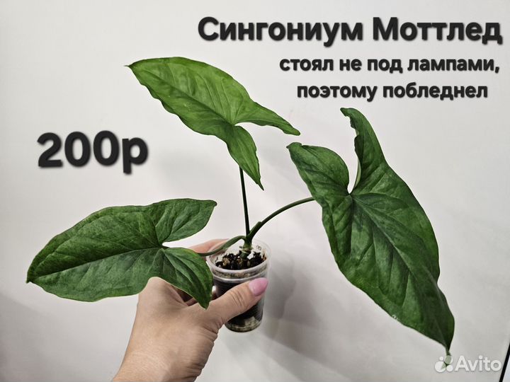 Комнатные растения, Сциндапсус, Монстера