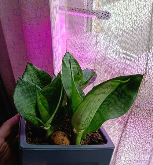 Фикус бенджамина,циссус,сансевиерия традесканция