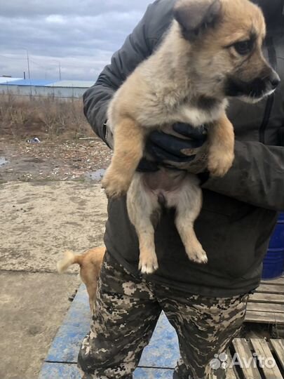 Щенки в добрые руки