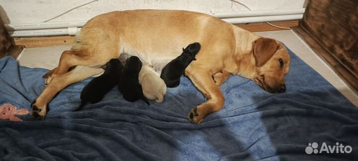 Щенки лабрадора