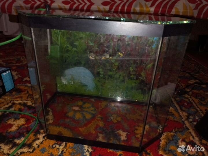 Аквариум