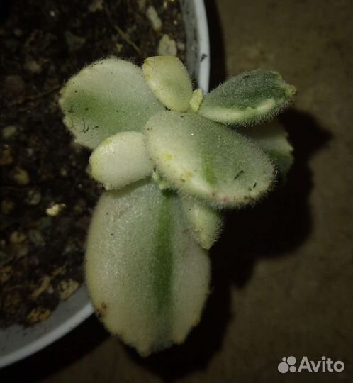 Котиледон войлочный вариегатный