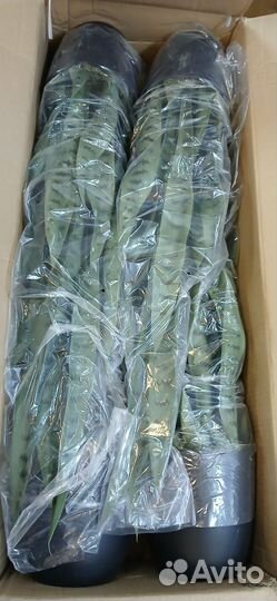 Сансевиерия искусственная в кашпо