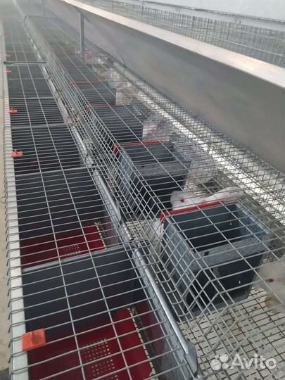 Клетка, оборудование для кролиководства