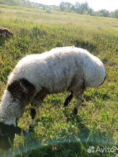 Овцы бараны
