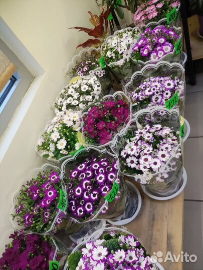 Комнатные растения