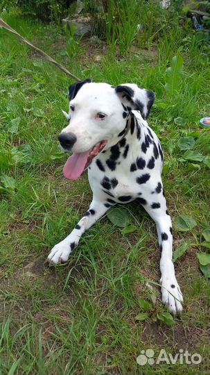 Метис далматина, общительная девочка