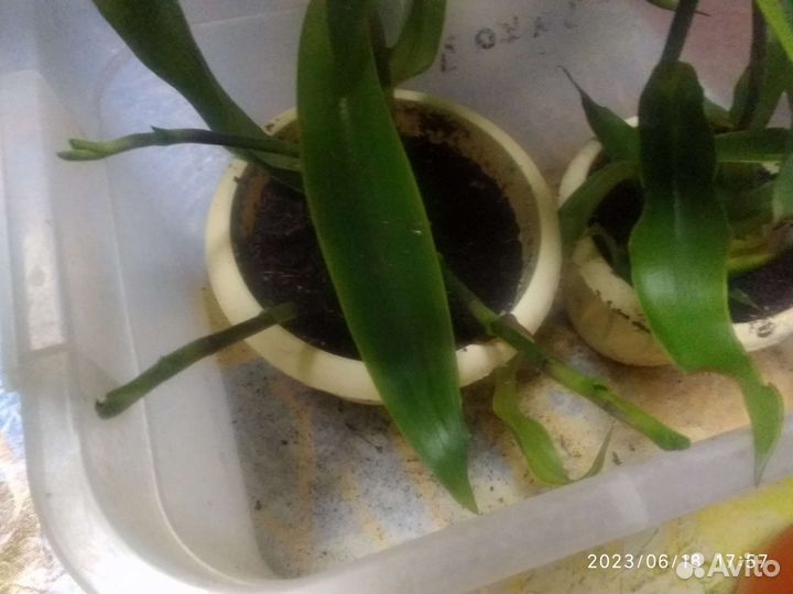 Золотой ус, алоэ, живородящее каланхоэ, денежное д