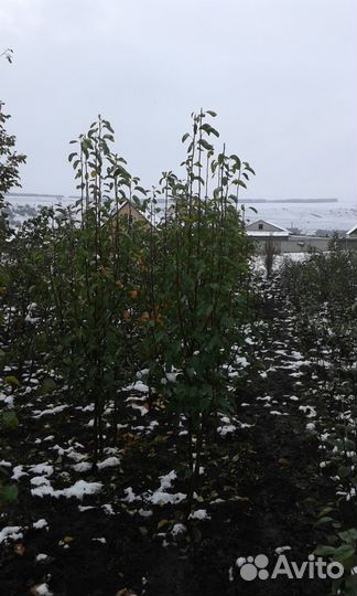 Плодовые деревья