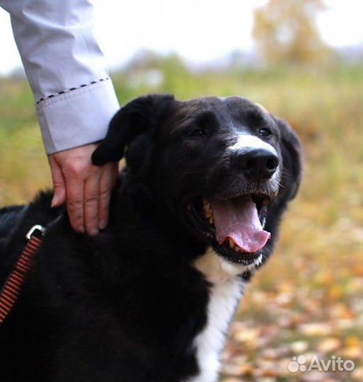 Собаки в добрые руки