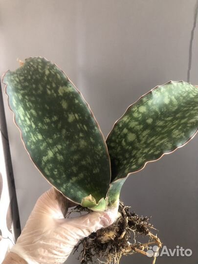 Сансевиерия dragon wings