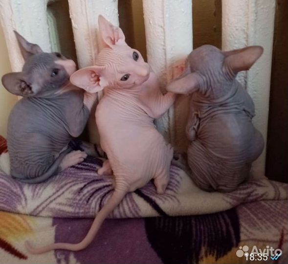 Ждём кошечку на вязку