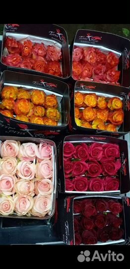 Цветы оптом Эквадор Кения Голландия