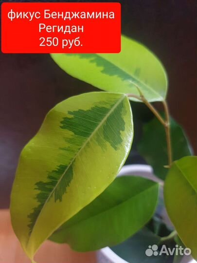 Фикус и другие растения