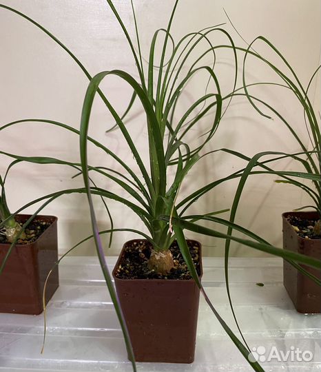 Нолина (бокарнея)