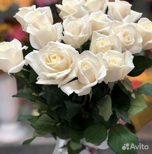 Розы Высокие 150см 160см 170см 180см 190см 2м