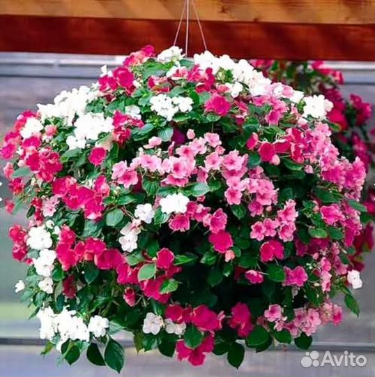 Цветы для сада