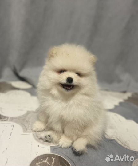 Щенки шпица