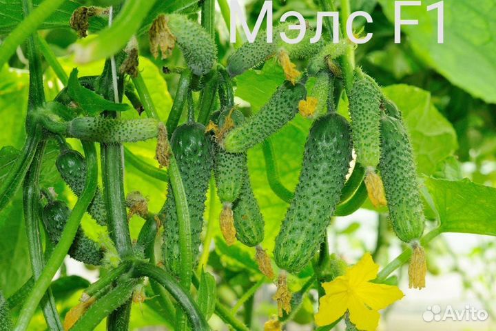 Семена высокоурожайного огурца Мэлс F 1