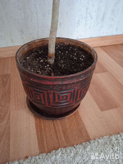 Драцена 1 метр