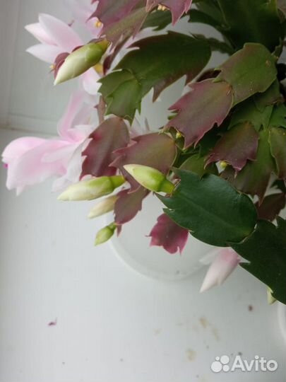 Декабрист красного, белого и розового цвета