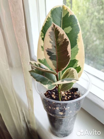 Фикус Эластика Тинеке