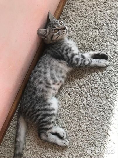 Котята в добрые ручки
