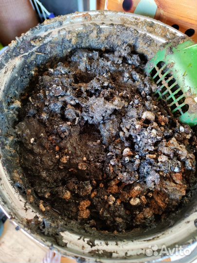 Куриный помёт