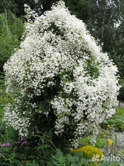 Резерв на весну 2024-Клематис Манчжурский саженцы