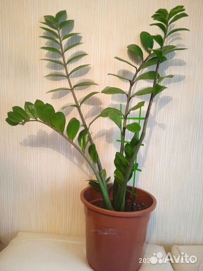 Замиокулькас