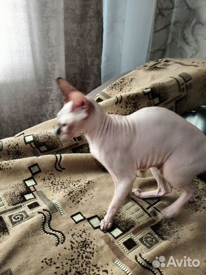 Донской сфинкс кошка