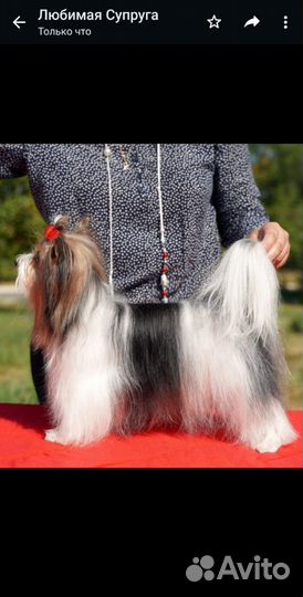 Щенки бивер йорка