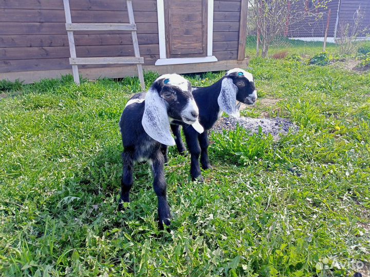 Нубийские козочки