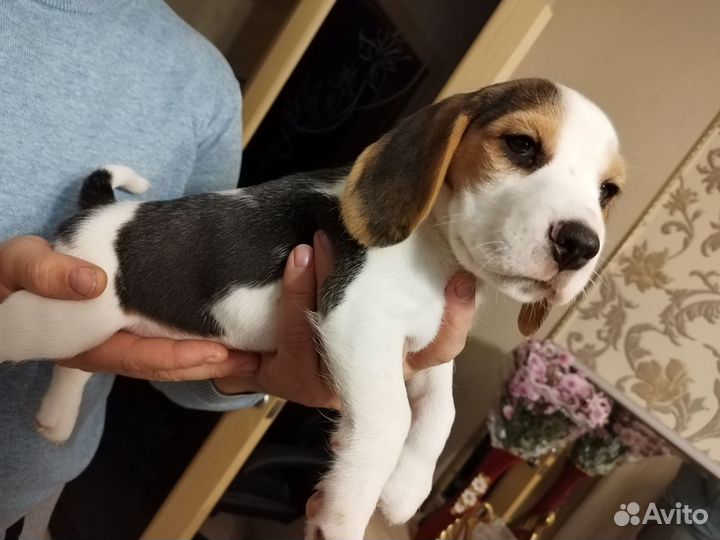 Щенки бигль