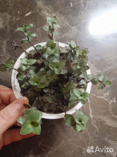 Коллизия