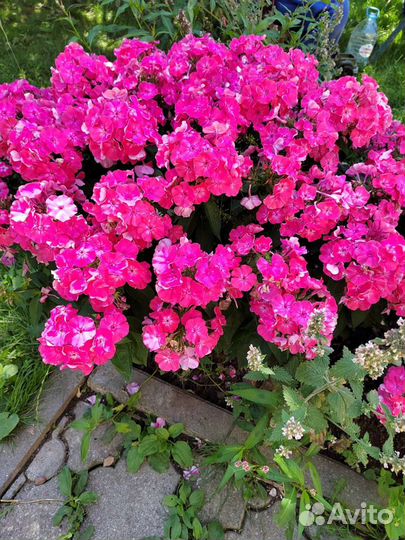 Флоксы многолетние