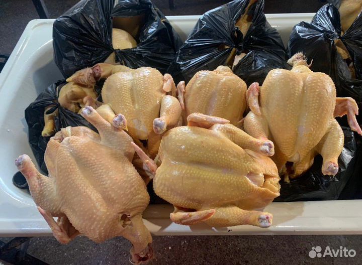 Куры домашние