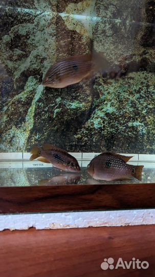 Хромис красавец