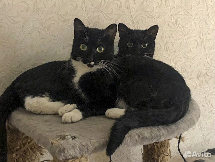 Стерилизованные брат и сестра 10 месв хорошие руки