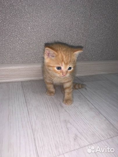 Шотландские котята