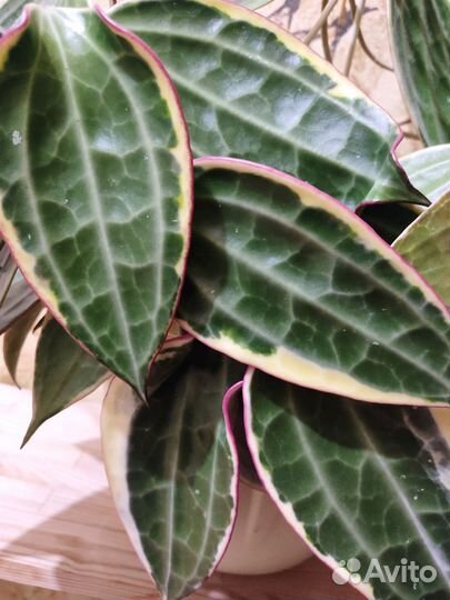 Хойи Альбомаргината, Кримсон Квин