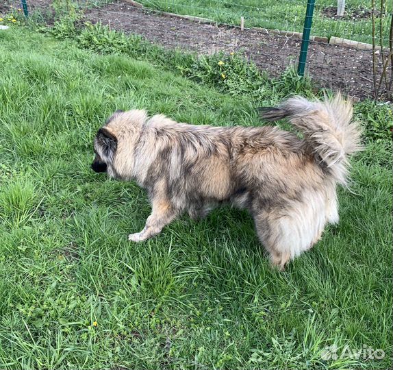 Собака в добрые руки отдам бесплатно