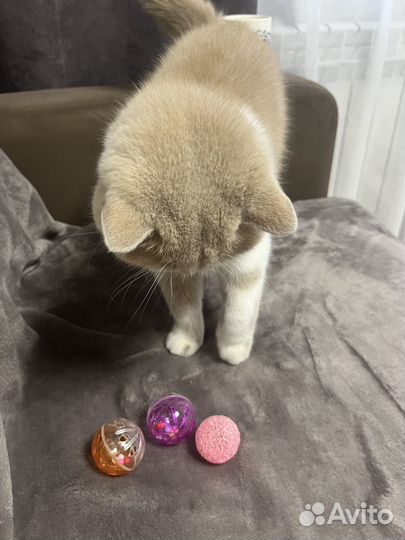 Набор игрушек для кошек