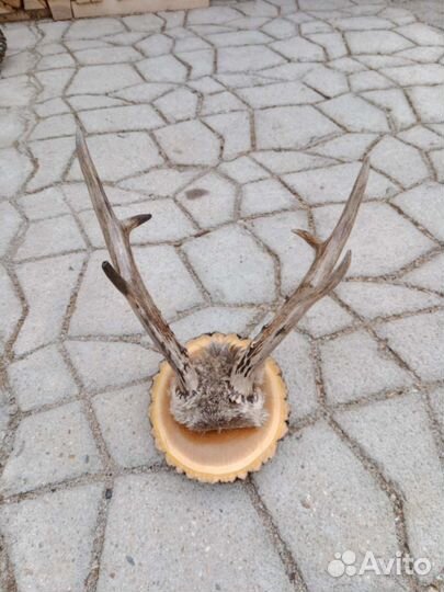 Рога изюбря, косули