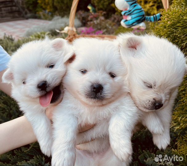 Щенки шпица